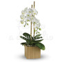 Orchidea Phalenopsis bianca